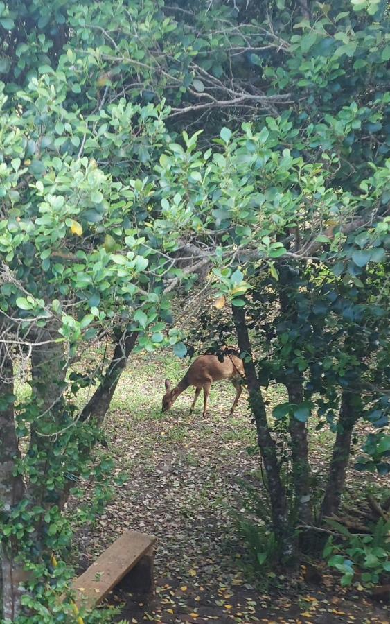 Entre Mer Et Foret Beach House Garden Route Villa Nature's Valley Exterior photo